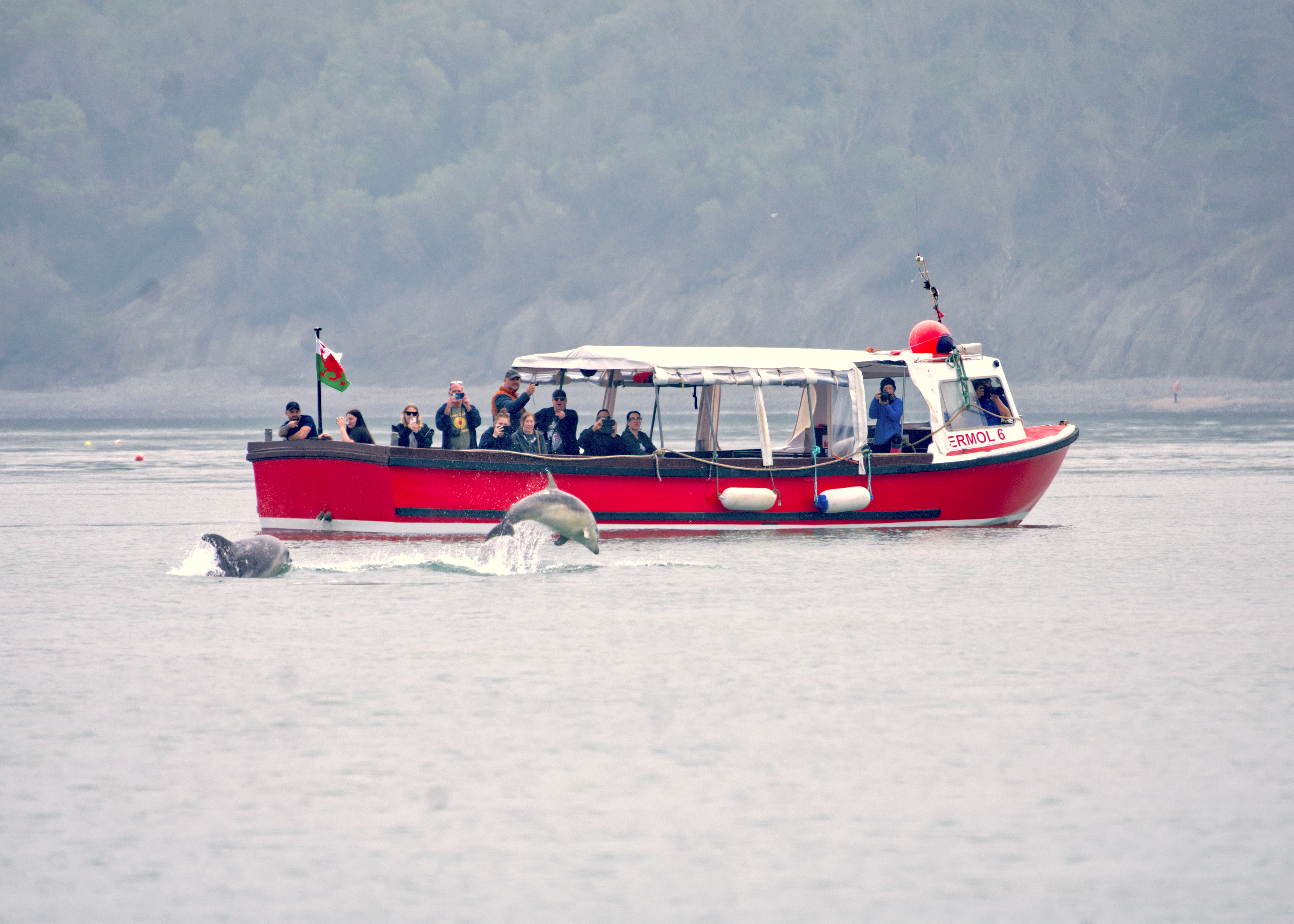 Dolphins visiting the boat